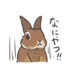 様々なrabbits…スタンプ（個別スタンプ：31）