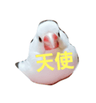 文鳥 ぴーくー（個別スタンプ：1）