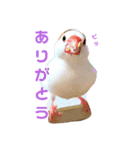 文鳥 ぴーくー（個別スタンプ：3）