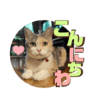 きしことむつ。時々ゆきこ。（個別スタンプ：3）