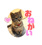 きしことむつ。時々ゆきこ。（個別スタンプ：11）