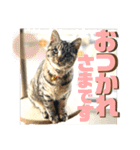 きしことむつ。時々ゆきこ。（個別スタンプ：13）