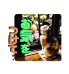きしことむつ。時々ゆきこ。（個別スタンプ：14）