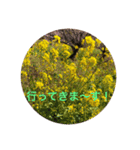 kinko Spring（個別スタンプ：3）