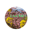 kinko Spring（個別スタンプ：5）
