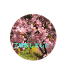 kinko Spring（個別スタンプ：6）