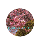 kinko Spring（個別スタンプ：7）