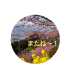 kinko Spring（個別スタンプ：8）
