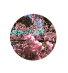 kinko Spring（個別スタンプ：10）