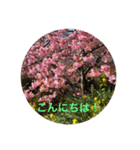 kinko Spring（個別スタンプ：14）