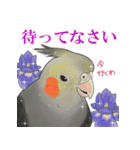 鳥飼妄想オカメーズ1（個別スタンプ：8）