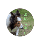 近藤家の日常。（個別スタンプ：7）