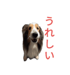 近藤家の日常。（個別スタンプ：16）