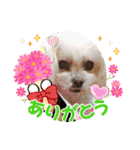 りり と にゃごちびまめたろうスタンプ（個別スタンプ：11）