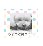 りり と にゃごちびまめたろうスタンプ（個別スタンプ：21）