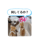 りり と にゃごちびまめたろうスタンプ（個別スタンプ：23）