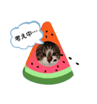 りり と にゃごちびまめたろうスタンプ（個別スタンプ：39）