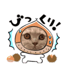 猫ちゃんの使って楽しいstamp 123（個別スタンプ：1）