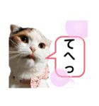 猫ちゃんの使って楽しいstamp 123（個別スタンプ：8）