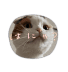 猫ちゃんの使って楽しいstamp 123（個別スタンプ：9）