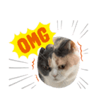 猫ちゃんの使って楽しいstamp 123（個別スタンプ：12）