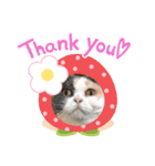 猫ちゃんの使って楽しいstamp 123（個別スタンプ：13）