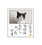 猫ちゃんの使って楽しいstamp 123（個別スタンプ：14）