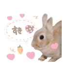 うさこのstamp（個別スタンプ：2）