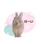 うさこのstamp（個別スタンプ：6）