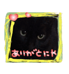 黒猫ちゃんの写真スタンプ（個別スタンプ：5）