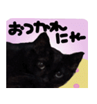 黒猫ちゃんの写真スタンプ（個別スタンプ：6）