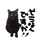 黒猫ちゃんの写真スタンプ（個別スタンプ：8）