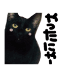 黒猫ちゃんの写真スタンプ（個別スタンプ：9）