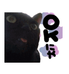 黒猫ちゃんの写真スタンプ（個別スタンプ：10）