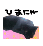黒猫ちゃんの写真スタンプ（個別スタンプ：17）