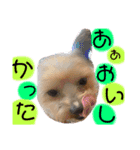 ウチのヨーキーちゃん達♡（個別スタンプ：10）