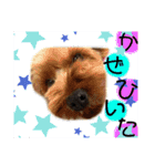 ウチのヨーキーちゃん達♡（個別スタンプ：11）