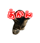 関西弁を話す さくら猫みーこ（個別スタンプ：3）