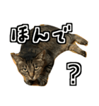 関西弁を話す さくら猫みーこ（個別スタンプ：12）