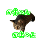 関西弁を話す さくら猫みーこ（個別スタンプ：15）