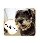 シュナウザーのエディさんの2（個別スタンプ：4）