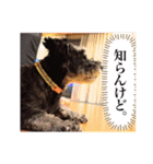 シュナウザーのエディさんの2（個別スタンプ：5）