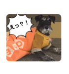 シュナウザーのエディさんの2（個別スタンプ：9）