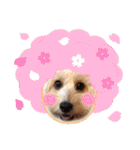 tripleC.（個別スタンプ：3）