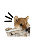 柴犬こっちゃん3（個別スタンプ：2）