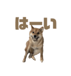 柴犬こっちゃん3（個別スタンプ：4）
