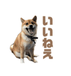 柴犬こっちゃん3（個別スタンプ：7）