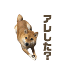 柴犬こっちゃん3（個別スタンプ：8）