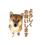 柴犬こっちゃん3（個別スタンプ：9）