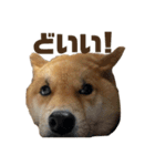 柴犬こっちゃん3（個別スタンプ：10）